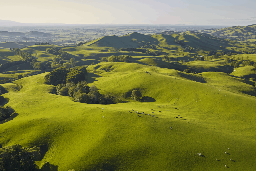 mbs advisors accountants waikato bg